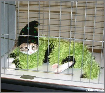 Cat Costume Contest Winner